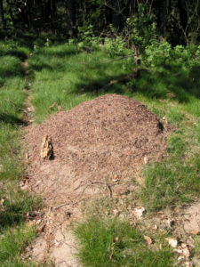 field ant anthill